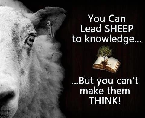 SHEEP TO KNOWLEDGE