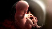 unborn fetus